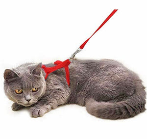 Pets that play cat lead and harness